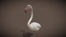 Flamingo bird, animals, flamingo, flaming, photoscan, photogrammetry, animal