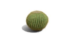 Realistic HD Golden barrel cactus (30/30) trees, tree, plant, plants, desert, outdoor, foliage, nature, succulent, north-america