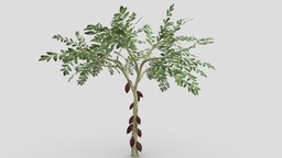 Cacao Tree( Brown Fruit)- 04 cacao-tree, 3d-cacaotree, lowpoly-cacao, 3d-lowpoly-cacao, cocoatree