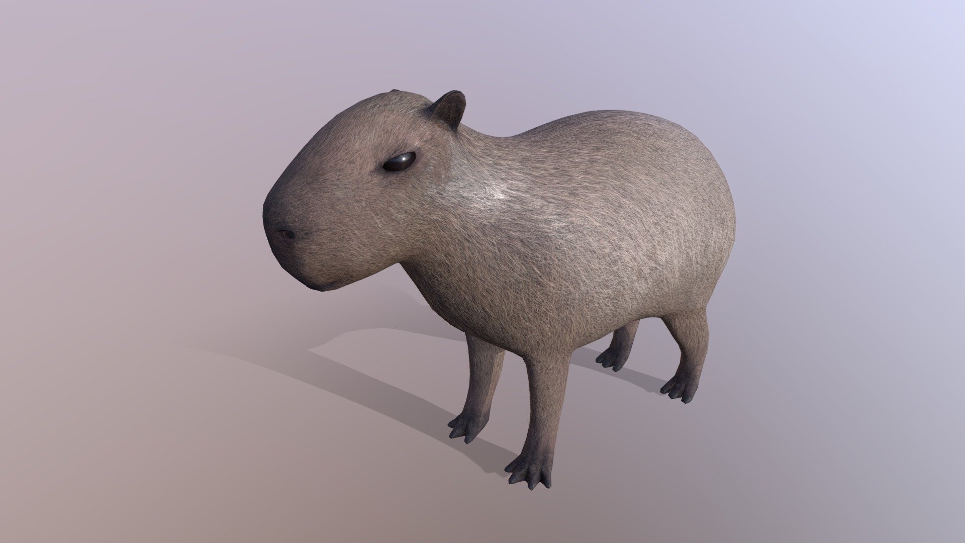 Hydrochoerus hydrochaeris 

Giant rodent made in Blender and Substance Painter.

Features PBR shading with anisotropic gloss. Should be suitable as a game model 3d model
