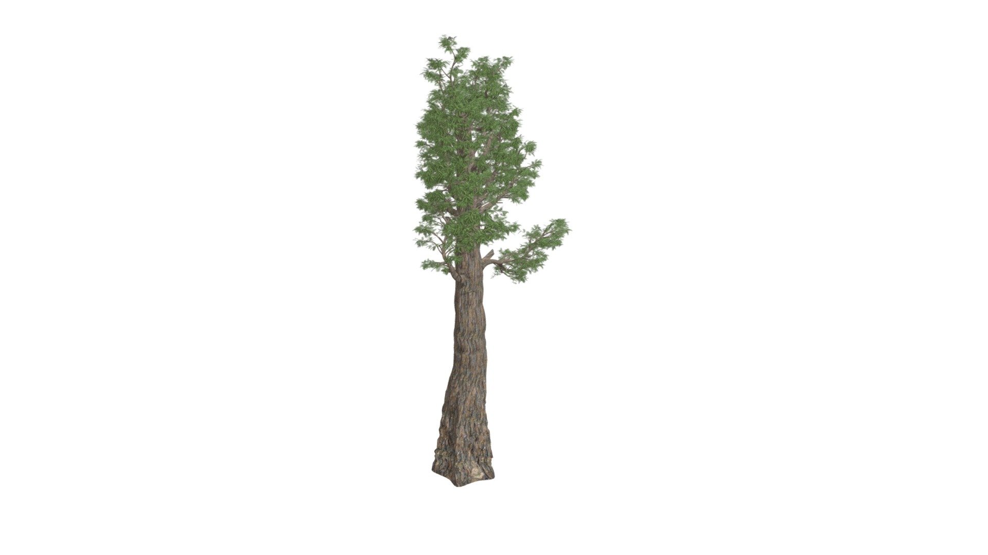 This 3D model of the Giant Redwood (Sequoia) Tree is a highly detailed and photorealistic option suitable for architectural, landscaping, and video game projects. The model is designed with carefully crafted textures that mimic the natural beauty of a real Giant Redwood (Sequoia) Tree. Its versatility allows it to bring a touch of realism to any project, whether it's a small architectural rendering or a large-scale landscape design. Additionally, the model is optimized for performance and features efficient UV mapping. This photorealistic 3D model is the perfect solution for architects, landscapers, and game developers who want to enhance the visual experience of their project with a highly detailed, photorealistic Giant Redwood (Sequoia) Tree 3d model