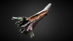 Decayed wood trunk tree, 3dscanner, forest, fungus, wild, leaf, trunk, nature, chip, fungi, moose, design, wood, human, leaves