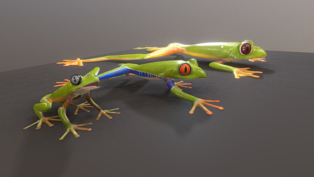 Those frogs are used as stimuli for psychological studies at Geneva University (work with Associate Professor David Rudrauf).

Red-eyed tree frog (Agalychnis callidryas), Lemur leaf frog (Hylomantis lemur), Gliding Leaf Frog (Agalychnis spurrelli)

The last animation is meant to be played when the frog is grabbed 3d model