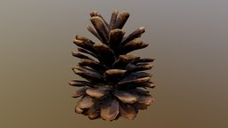 Unity Delighting Tool: Pine Cone
