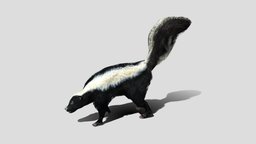 Skunk pet, ground, wild, weasel, skunk, animal
