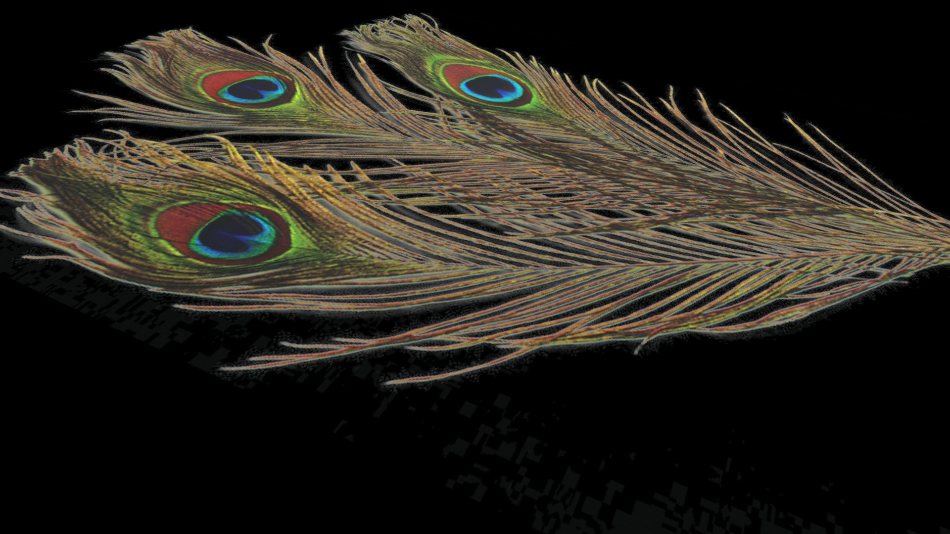 More Feathers Peacock 3d free - pavo real plumas 3d

Wikipedia: https://es.wikipedia.org/wiki/Pavo_cristatus - Feathers Peacock 3d free - plumas pavo real - Download Free 3D model by vmmaniac 3d model