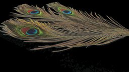 Feathers Peacock 3d free