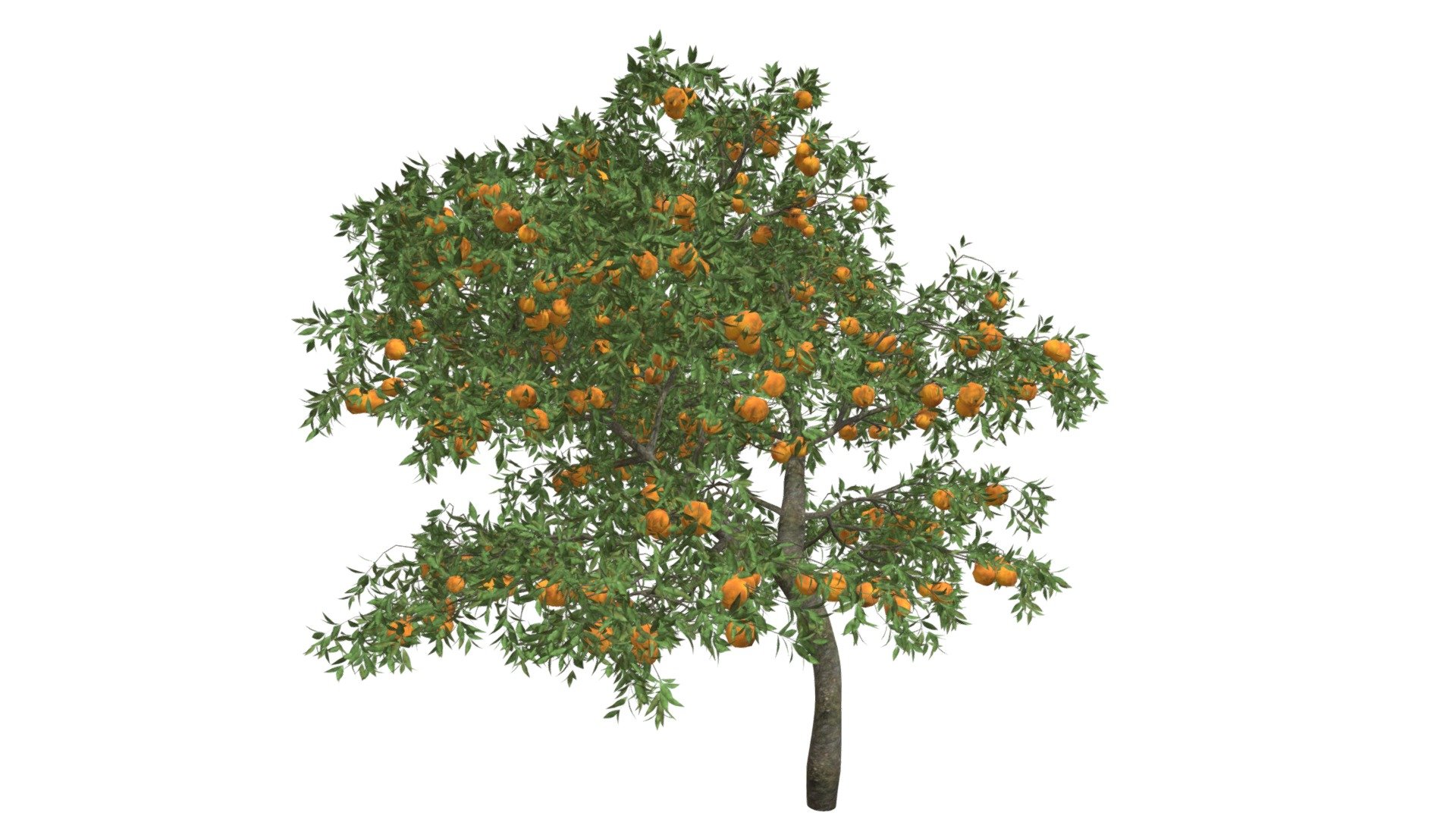 This 3D model of the Orange Tree is a highly detailed and photorealistic option suitable for architectural, landscaping, and video game projects. The model is designed with carefully crafted textures that mimic the natural beauty of a real Orange Tree. Its versatility allows it to bring a touch of realism to any project, whether it's a small architectural rendering or a large-scale landscape design. Additionally, the model is optimized for performance and features efficient UV mapping. This photorealistic 3D model is the perfect solution for architects, landscapers, and game developers who want to enhance the visual experience of their project with a highly detailed, photorealistic Orange Tree 3d model