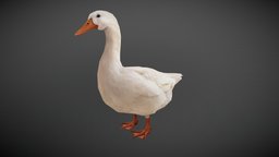 Duck Animated bird, white, animals, duck, swan, nature, goose, ducky