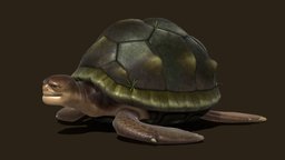 turtle turtle, beach, animal