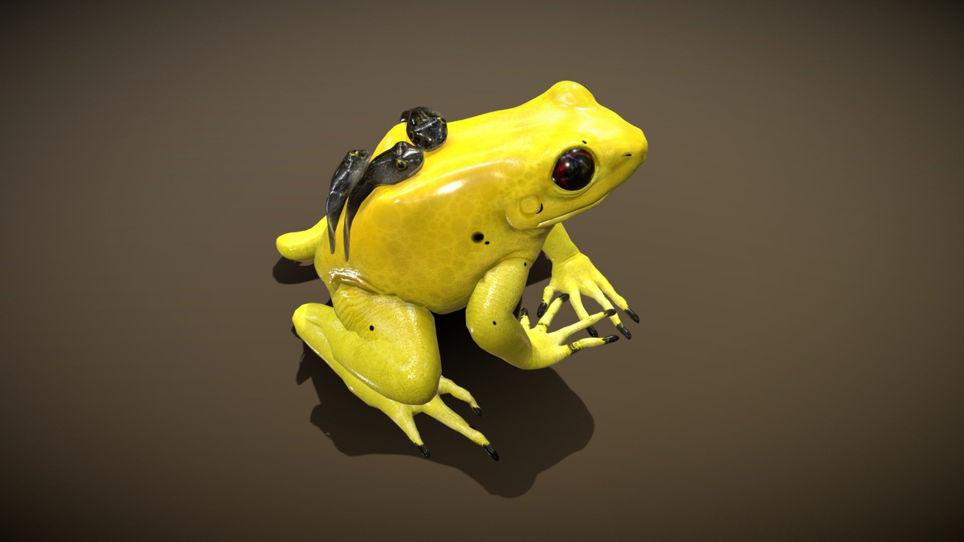 Before purchasing this model, you can download Guppy and try to import it.
Because for different software, rigging and animation may have different problems.

02/04/2021 : add some animations “jump” - Golden Poison Dart Frog - Buy Royalty Free 3D model by NestaEric 3d model