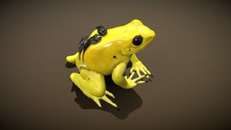Golden Poison Dart Frog animals, frog, froggy, golden, amphibian, poison, frogs, treefrog, poisondartfrog, animation
