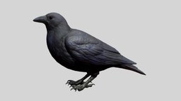 Crow bird, substancepainter, zbrush