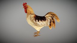 ROOSTER ANIMATED bird, chick, animals, egg, chicken, domestic, farm, rooster, cock, fowl, 3d, animated, gameready, rooster3dstl