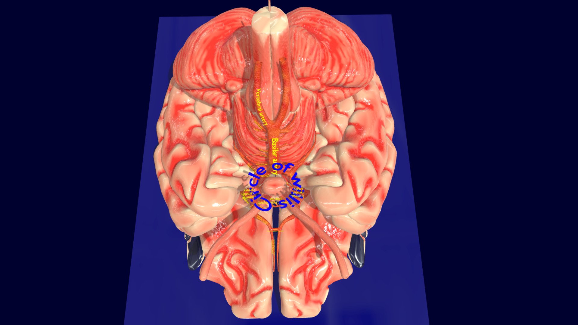 https://youtu.be/5EdbwgEyPqM    https://youtu.be/SW11RwiaVX8
A blend model depicting the circle of willis, a common site for aneurysm to occur in brain and causing subarachnoid haemorrhage.  The material has both  image textures with non-overlapping UVs.
The formats fbx,obj with applied uv mapped textures have also been included in the downloads along with stl &amp; 3mf 3d model