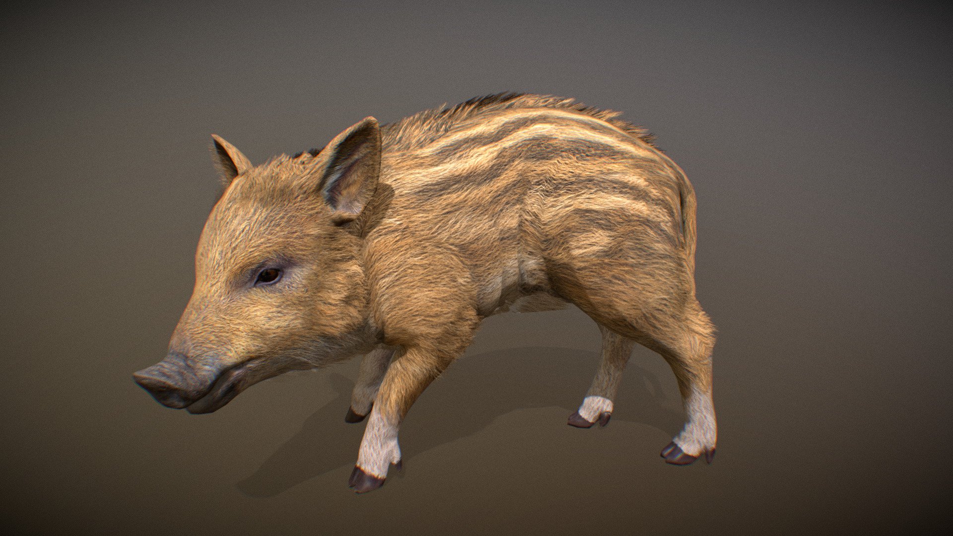 Animated realistic young Wild Boar with 70 animations authored at 60fps and 4k textures.

Note: Preview uses lower-res mesh (LOD1), 1K textures and only a few of the full set animations.

Get our animal in full detail, 4K textures and check the full list of animations.

Features:




young Wild Boar model

Animations authored at 60 fps

All animations available with and without the root motion

uncompressed 4K Textures

3ds Max and Maya animation rig

LODs
 - Animalia - Wild Boar (young) - 3D model by GiM (@GamesInMotion) 3d model