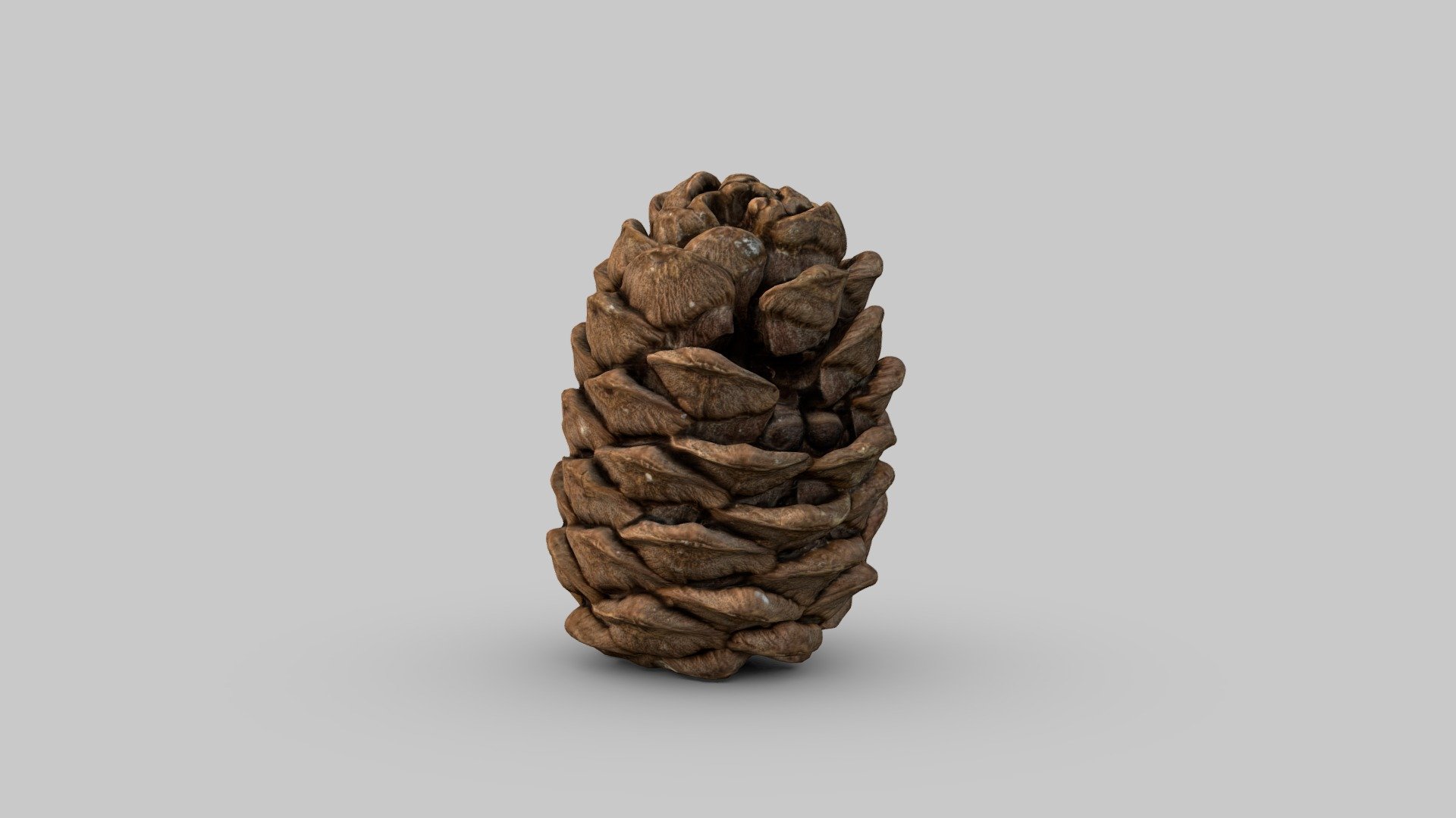 units: mm - Cedar cone - 3D model by VladimirBes (@vovanbes87) 3d model