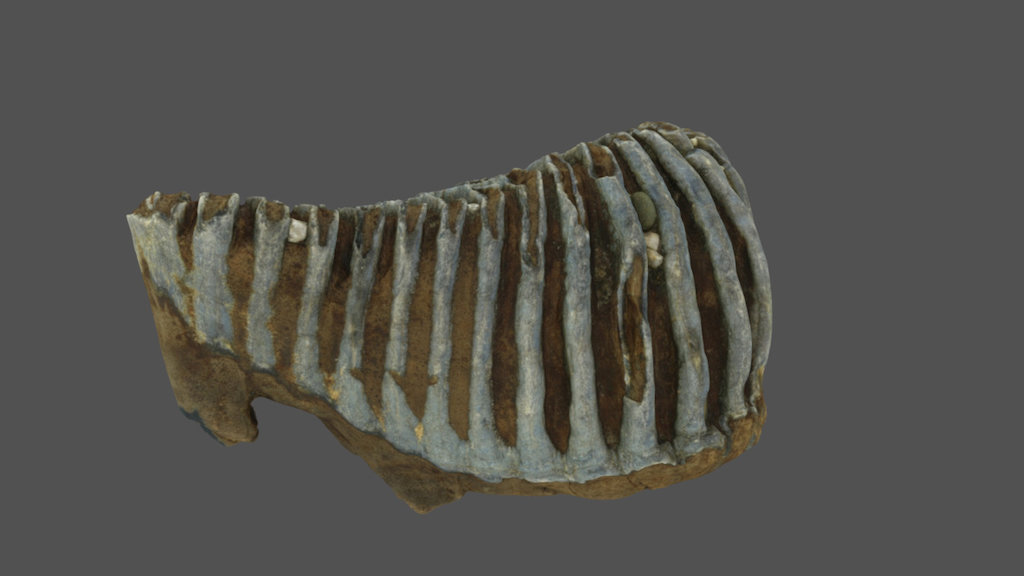 16/17-3B

Sample Type: Molar

Origin: Ubstadt-Weiher

Date of discovery: Dec-2016

Depth: ca. 15 m

Coating: None

Preservation: to be determined

Species: to be determined - Mammutzahn - 3D model by Uni Freiburg (@MsGrraf) 3d model