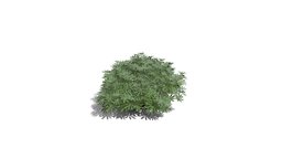 Realistic HD Yellow bush lupine (16/25) trees, tree, plant, plants, outdoor, foliage, nature, bush, north-america, scrubland