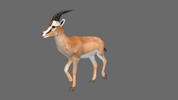 Gazelle forest, africa, animals, wild, mammal, african, zoo, safari, wildlife, gazelle, animal