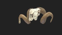 skull (cranium) sheep sheep, skull, veterinary-anatomy