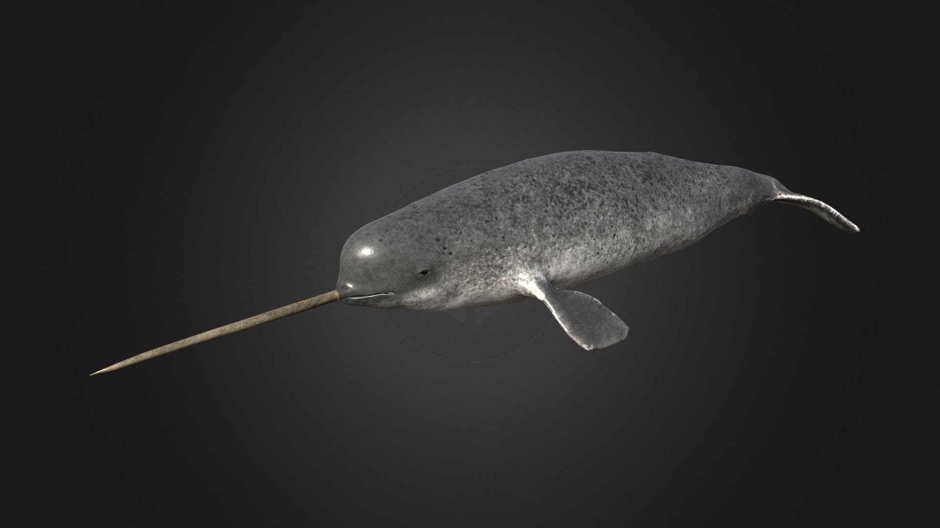 This asset has Narwhal whale model.

Model has 4 LOD.



8730 tris



6270 tris



4070 tris



2350 tris



Diffuse, normal and metallic / Smoothness maps (2048x2048).

35 animations (IP/RM)

Attack 1-2, death,eat, hit (back,front,midle), idle 1-2, ,swim attack ,swim (f-fl-fr-fu-fd), swim slow(f-fl-fr-fu-fd), turn (left,right) etc.

If you have any questions, please contact us by mail: Chester9292@mail.ru - Narwhal - 3D model by Chester9292 3d model