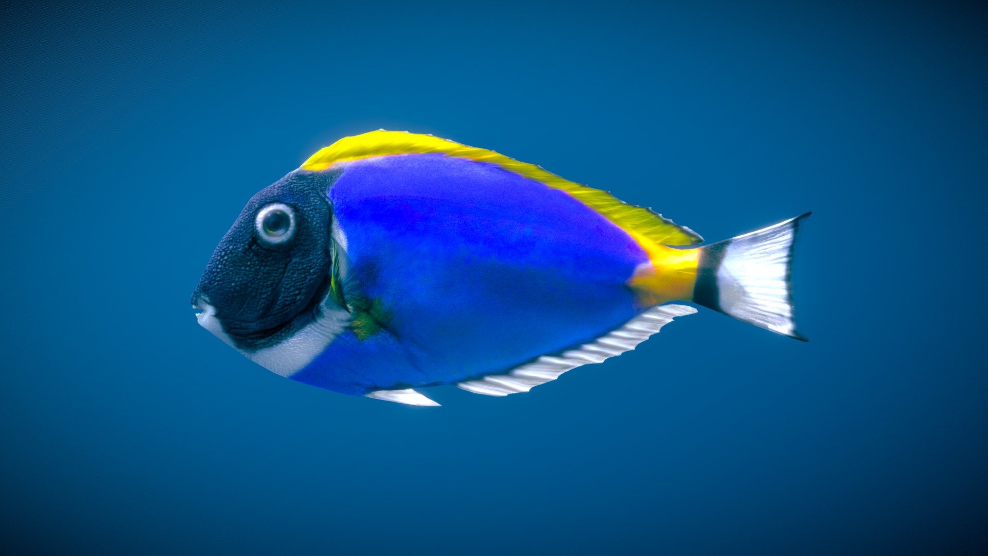 Click here to buy Paracanthurus Hepatus - Powderblue Surgeonfish - 3D model by NestaEric 3d model