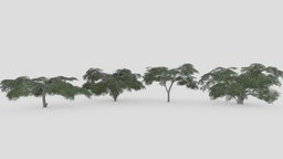 Acacia Tree- Pack- 6 acacia, 3d-acacia, lowpoly-acacia, acacia-pack, acacia-collection, acacia-3dcollection