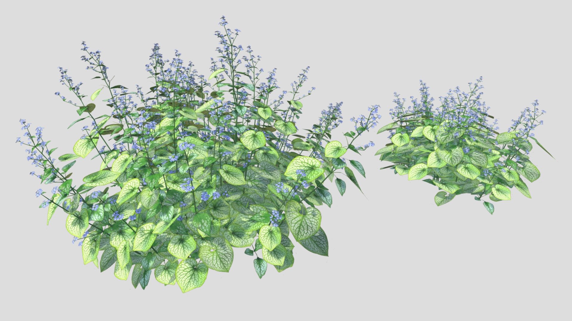 Model: Brunnera macrophylla &lsquo;Jack Frost'
Structure: Low Poly

Description:

A flowering plant often used in gardens. It blooms in the months april-may in a blue color.
Also the special texture of the leaves is a reason to plant it in a garden.
Its hight is around 30-40cm//11.8110'-15.7840'.
Mostly the planting distance is 7-9 plants per m2 or 0.65-0.84 plants per square foot.
The English name is Siberian bugloss or Great forget-me-not .
The model has a low polycount for a plant, this way it becomes more acceceble for everybody.

Objects:
Brunnera_macrophylla_'Jack_Frost'01
Brunnera_macrophylla&lsquo;Jack_Frost'_02

Features:
- Textures 1024x1024;
- Clean topology;
- Low poly modeling;
- No N-GONS (Quads Only);

Native file format:
.blend

Rendered with:
Cycles

Brunnera_macrophylla_'Jack_Frost'_01:
Polygons: 272 360
Vertices: 157 120

Brunnera_macrophylla_'Jack_Frost'_02:
Polygons: 486 012
Vertices: 279 367

Plants combined:
Polygons: 758 372
Vertices: 436 487

Have Fun! - Brunnera Macrophylla ' Jack Frost' - Buy Royalty Free 3D model by Nico van der Noll (@Nico.Van.Der.Noll) 3d model