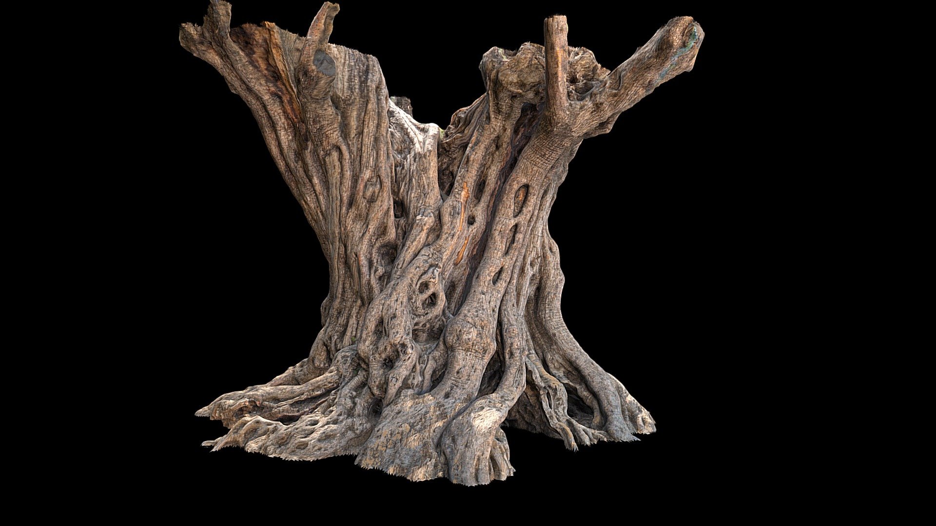 Photogrammetry of the trunk of a old olive tree at the Pont du Gard (France) 3d model