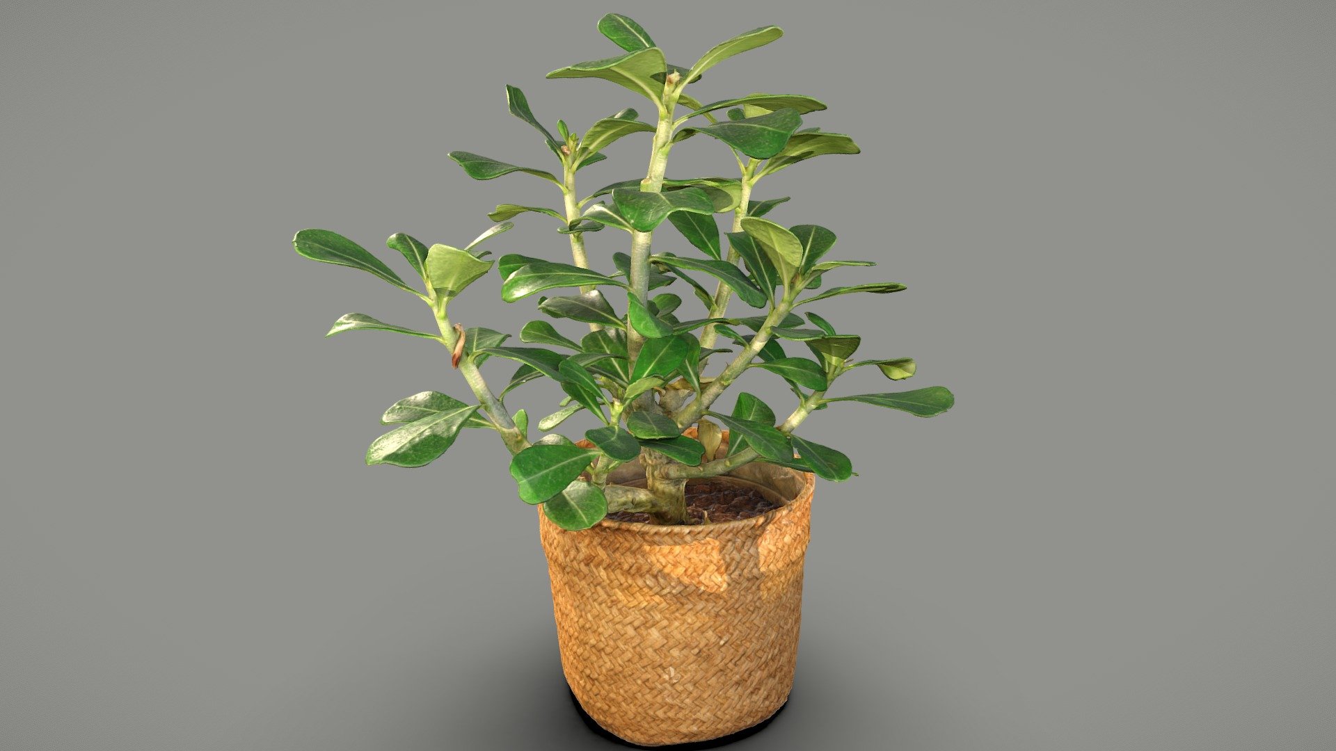 Also known as desert rose.

Photos taken with a7Riv + 3xD5300

Processed with Metashape + Blender + Instant meshes - Adenium plant - Buy Royalty Free 3D model by Lassi Kaukonen (@thesidekick) 3d model