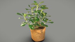 Adenium plant