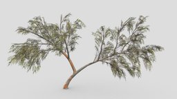 Eucalyptus Tree- 17 unreal, eucalyptus, unity, lowpoly-eucalyptus, 3d-eucalyptus