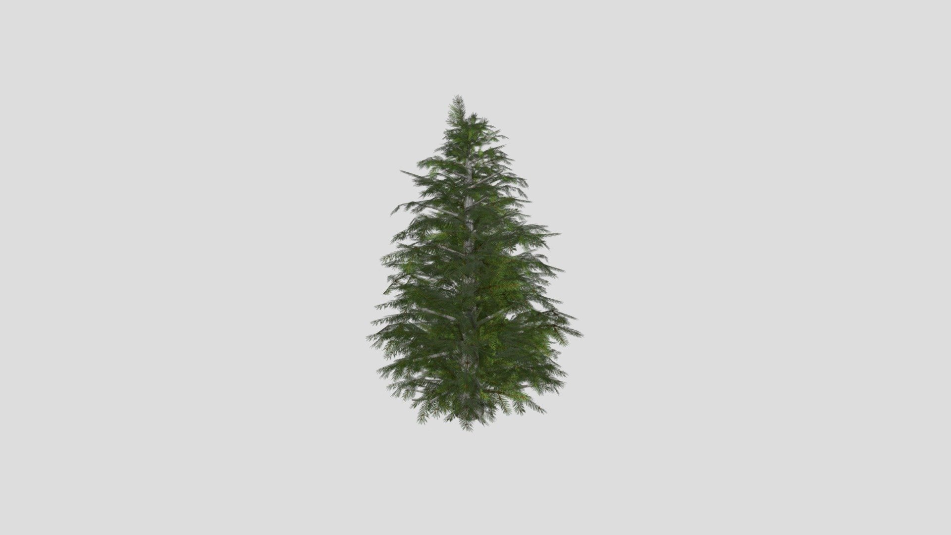 Spruce Tree - 3D model by Mila Meijer (@MilaMeijer) 3d model