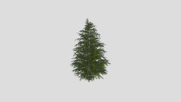 Spruce Tree 