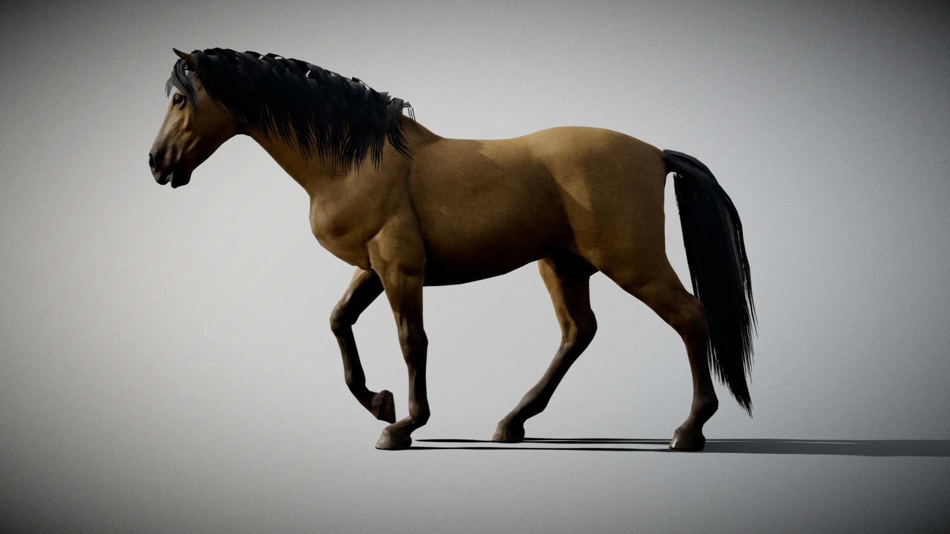 Horse, created in Blender, Zbrush Core and Substance Painter original blender file in the Zip folder uploaded!

Textures 4096x4096:* - body: albedo, roughness, Ambient occlusion, normal, - eyes and teeth: albedo, roughness, Ambient occlusion, normal, opacity - mane and tail: color node, normal and opacity

In the NLA editor there are 3 option: - walk cycle - run  cycle - horse - Buy Royalty Free 3D model by creatureFab (@3dCoast) 3d model