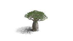 Realistic HD African continental baobab (18/20)