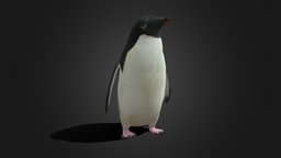 Low Poly Adelie Penguin bird, penguin, snow, vr, ar, zoo, carnivore, arctic, idle, idleanimation, adelie-penguin, animal, textured, rigged