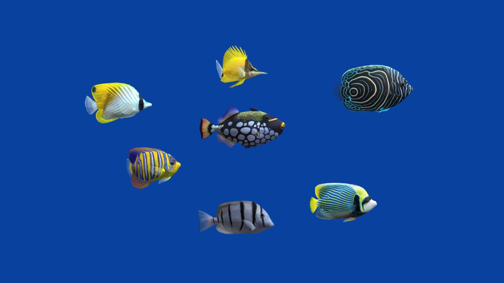 Before purchasing this model, you can free download Emperor Angelfish and try to import it. 



The pack includes next animation loops:

1 Clow Triggerfish............ (idle 1-302)

2 Convict Tang.................. (idle 1-299)

3 Emperor Angelfish ........(idle 1-499)

4 Juvenile Angelfish .........(idle 1-480)

5 Royal Angelfish............. (idle 1-499)

6 Threadfin ...................... (idle 1-240)

7 Yellow Longnose............(idle 1-250)


Other Coral Fish Packs:

Pack3 - Aquarium Fish 7: https://skfb.ly/oCQSN

Pack1 - Coral Fish 7: https://skfb.ly/ouUWz



The Tropical Fish Pack includes 7 fish. 

This is the second pack of series &ldquo;Coral Fish