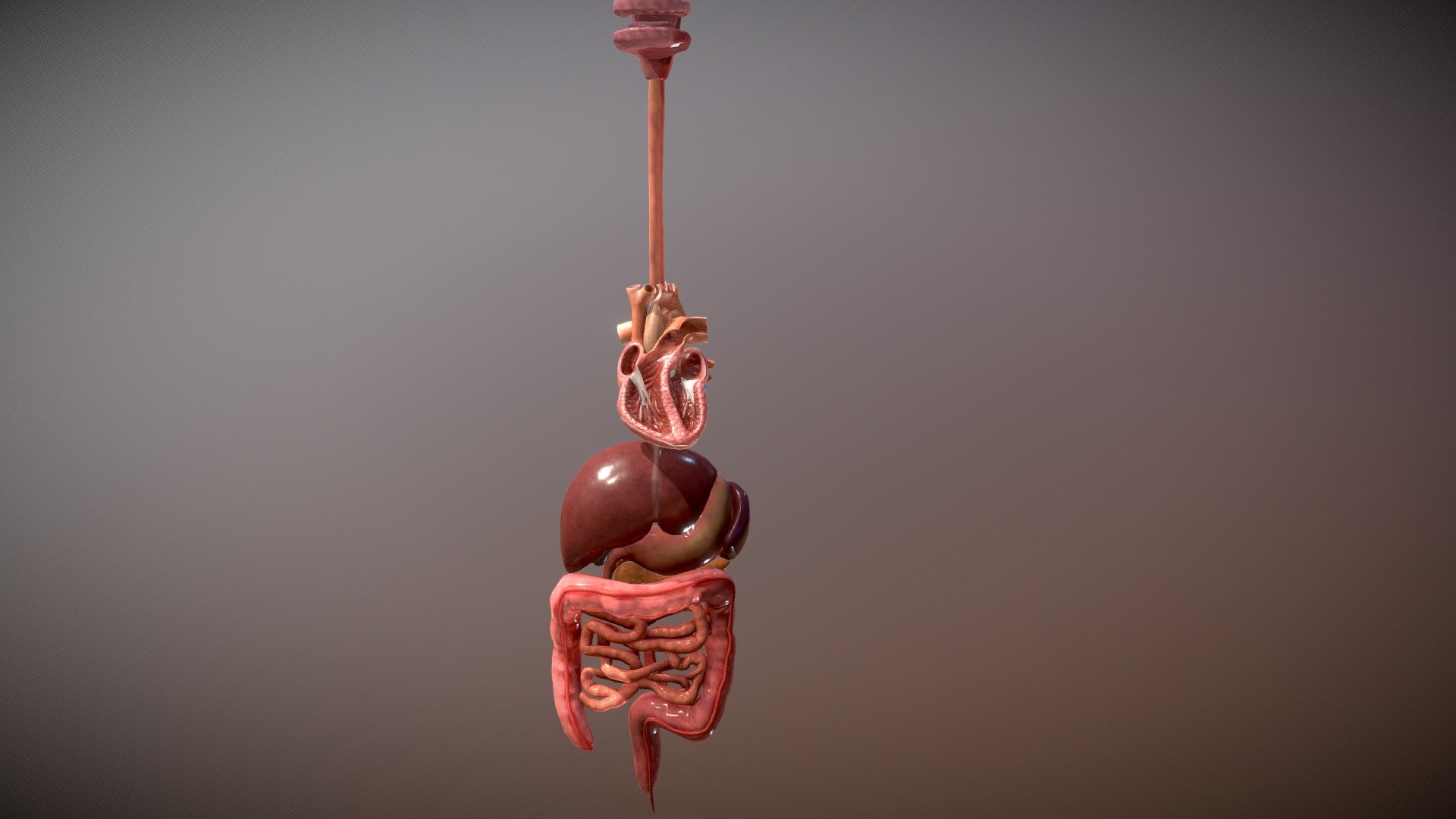 Human Organs - 3D model by JuegoStudio 3d model