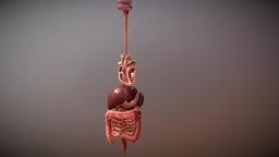 Human Organs 
