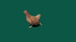 Chicken chick, ham, animals, chicken, mammal, farm, animation, gallus, nyilonelycompany, domesticus, noai