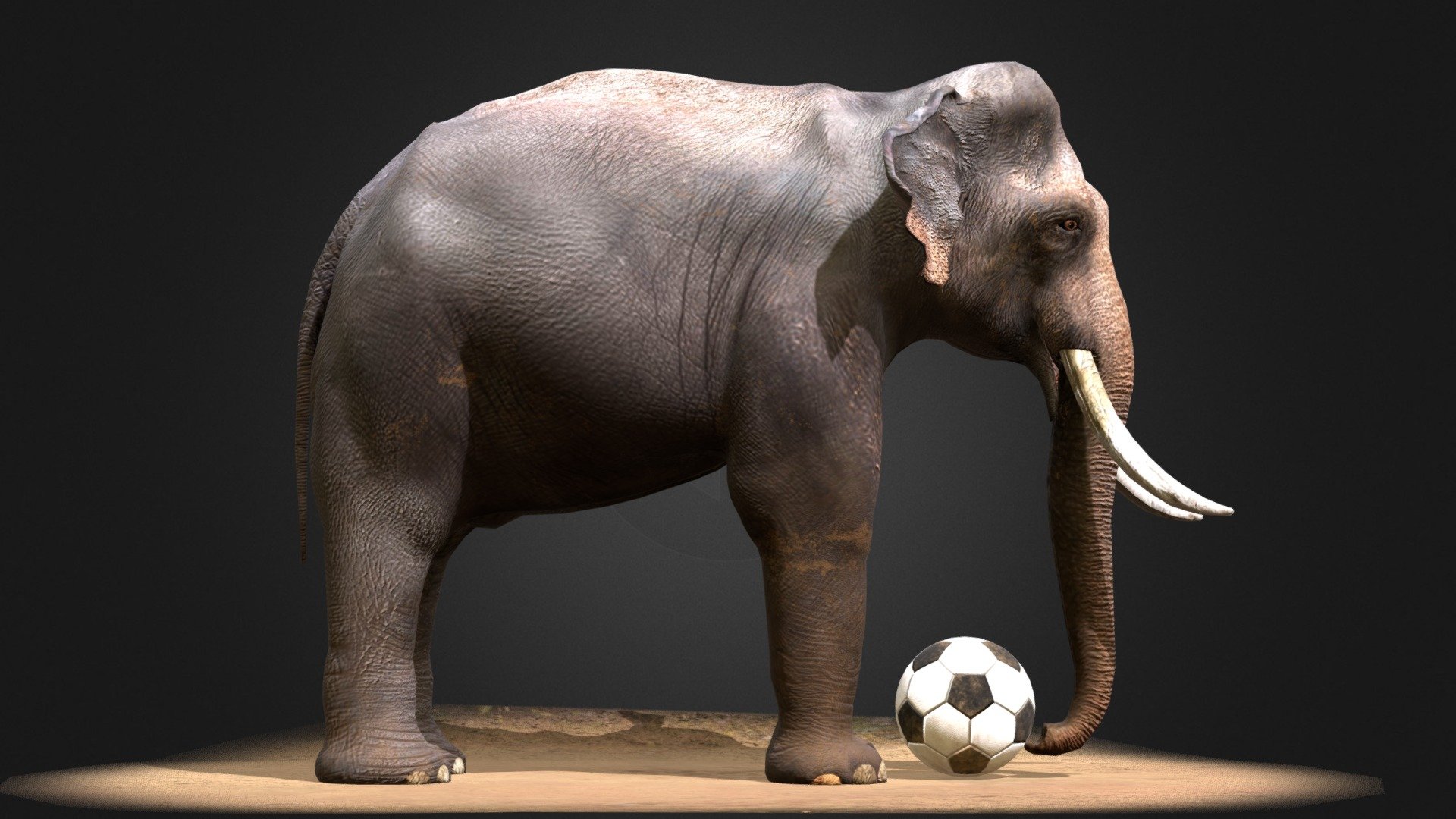 Model: Created in 3dsmax.

Textute: real photos of elephant plus Substance Painter.

Polycount: 6300 polygons.

UV: full, no overlapse

Anyone care, please do not hesitate to contact me at:
ducdm69@gmail.com - Asian Male Elephant 3D Model ( In Viet Nam) - 3D model by Đức Đào Minh (@dmd_hn) 3d model