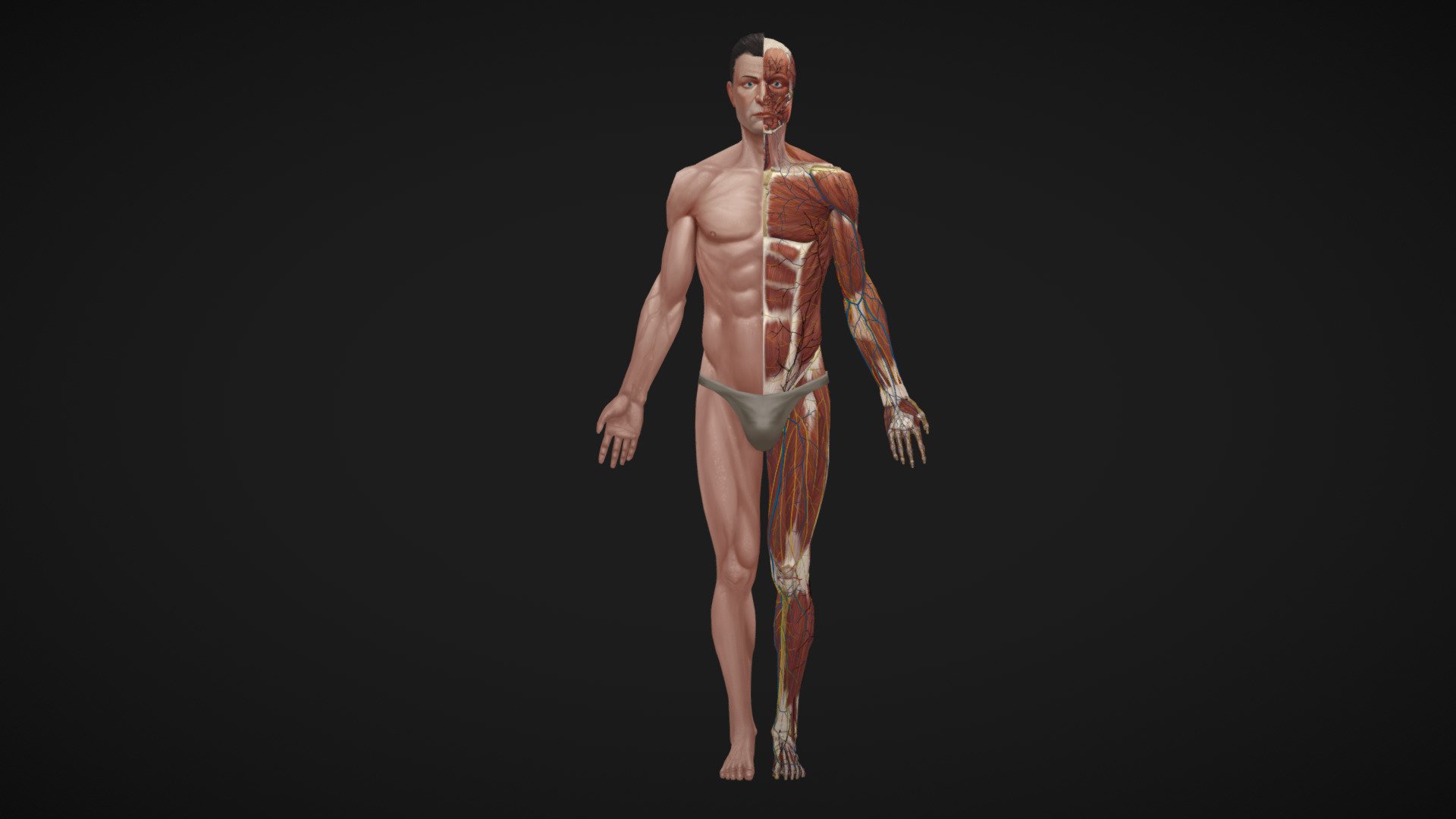 Before buying watch video demo:
https://youtu.be/nQd2Z6uispM

Low poly hand painted human Anatomy Model. Include all major anatomical parts. All the muscles and tendons, Skeleton, Organs and glands, Circulatory system, Nervous system, Lymphatic system, respiratory system etc.
Some object have only single side (like some muscles, veins etc.) to reduce poly count.
Textures are handpainted. Light is painted in to texture so model work best with flat lighting (this also improve speed)
I am not medically trained so some smaller parts may be inconsistent as different sources describe them differently.

Model poly count:
Verts: 260 104
Faces: 201 771
Tris: 368 069
All textures are 4k .png

File format: .blend .fbx .obj
Blend fille with al gruped and named parts is in .zip archive - Low poly hand painted anatomy model - Buy Royalty Free 3D model by graft 3d model