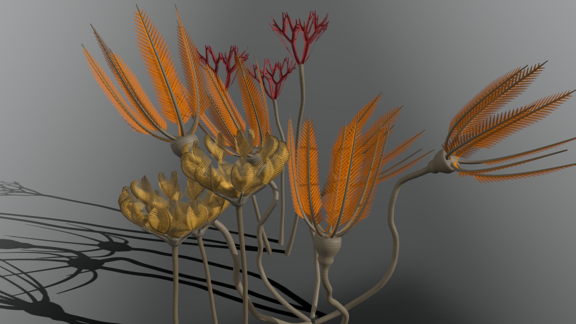 Crinoidea indent 3d model