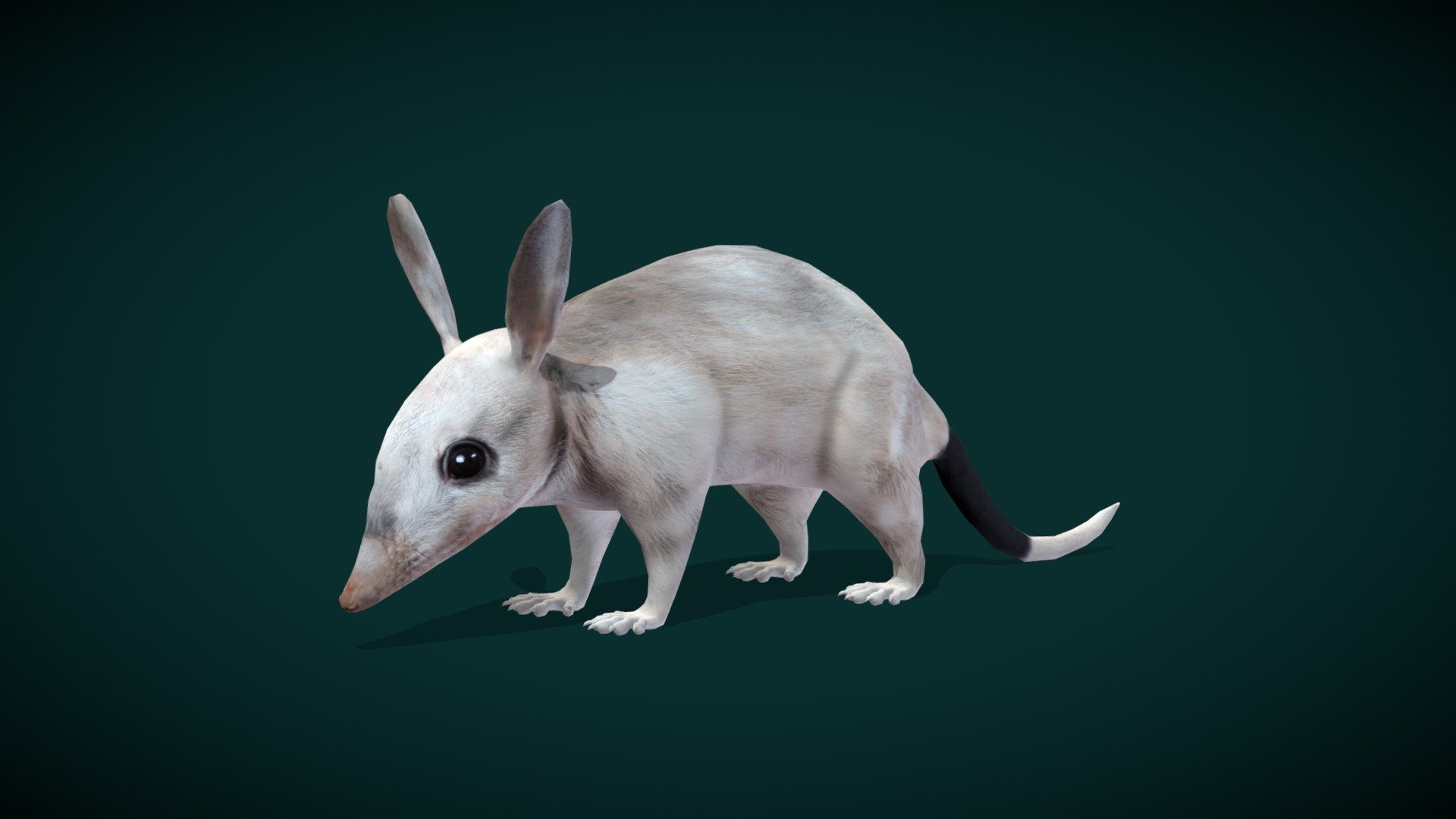 Greater Bilby (desert-dwelling marsupial )  Queensland's 15 endangered mammals

Macrotis rabbit-bandicoots Mammal ( Australia's Easter bunny )

1 Draw Calls

GameReady 

14 Animations

4K PBR Textures Material

Unreal FBX

Unity FBX  

Blend File 

USDZ File (AR Ready). Real Scale Dimension

Textures Files

GLB File

Gltf File ( Spark AR, Lens Studio(SnapChat) , Effector(Tiktok) , Spline, Play Canvas ) Compatible

Triangles : 8790

Vertices  : 4458

Faces     : 4425

Edges     : 8880
Diffuse , Metallic, Roughness , Normal Map ,Specular Map,AO

Macrotis is a genus of desert-dwelling marsupial omnivores known as bilbies or rabbit-bandicoots; they are members of the order Peramelemorphia. At the time of European colonisation of Australia, there were two species. The lesser bilby became extinct in the 1950s; the greater bilby survives but remains endangered. 
Scientific name: Macrotis
 - Greater Bilby Animal (Lowpoly) - 3D model by Nyilonelycompany 3d model