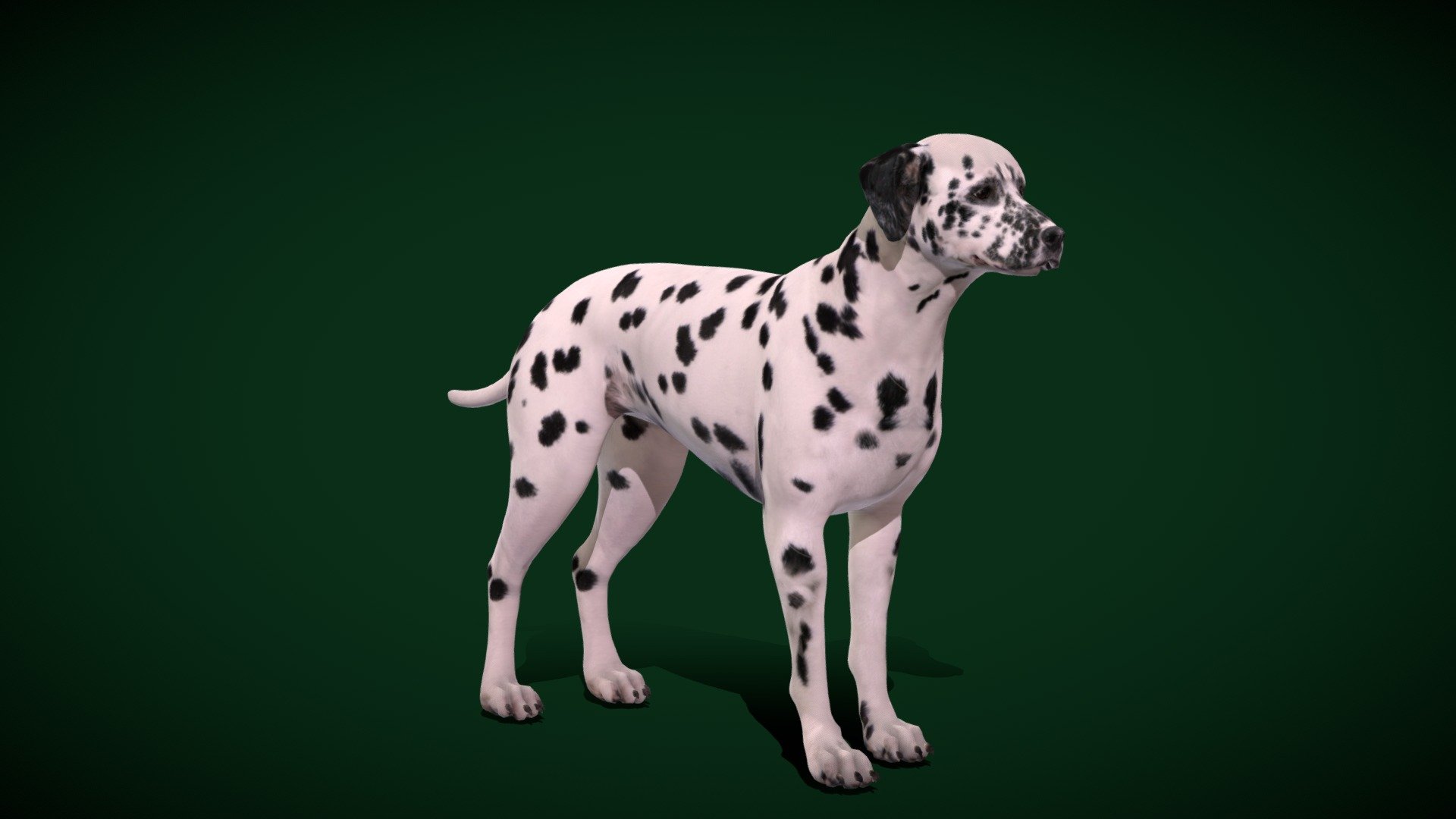 Dalmatian Dog  Breed (Dalmatia)Croatia's Dalmatia region

Canis lupus familiaris Animal Mammal(hunting dog) muscular,Pet,cute

1 Draw Calls

MidPoly 

Game Ready (Character)

Subdivision Surface Ready

11- Animations (Root/In_Place)UnrealBone

4K PBR Textures Material

Unreal/Unity FBX 

Blend File 3.6.5 LTS / 4

USDZ File (AR Ready). Real Scale Dimension (Xcode ,Reality Composer, Keynote Ready)

Textures Files

GLB File (Unreal 5.1 Plus Native Support)

Gltf File ( Spark AR, Lens Studio(SnapChat) , Effector(Tiktok) , Spline, Play Canvas,Omiverse ) Compatible

Triangles -53423

Faces -27362

Edges -54583

Vertices -27305

Diffuse, Metallic, Roughness , Normal Map ,Specular Map,AO

The Dalmatian is a breed of dog with a white coat marked with dark-coloured spots.Originally bred as a hunting dog, it was also used as a carriage dog in its early days. The origins of this breed can be traced back to present-day Croatia and its historical region of Dalmatia
 - Dalmatian Dog Breed (Game Ready) - Buy Royalty Free 3D model by Nyilonelycompany 3d model