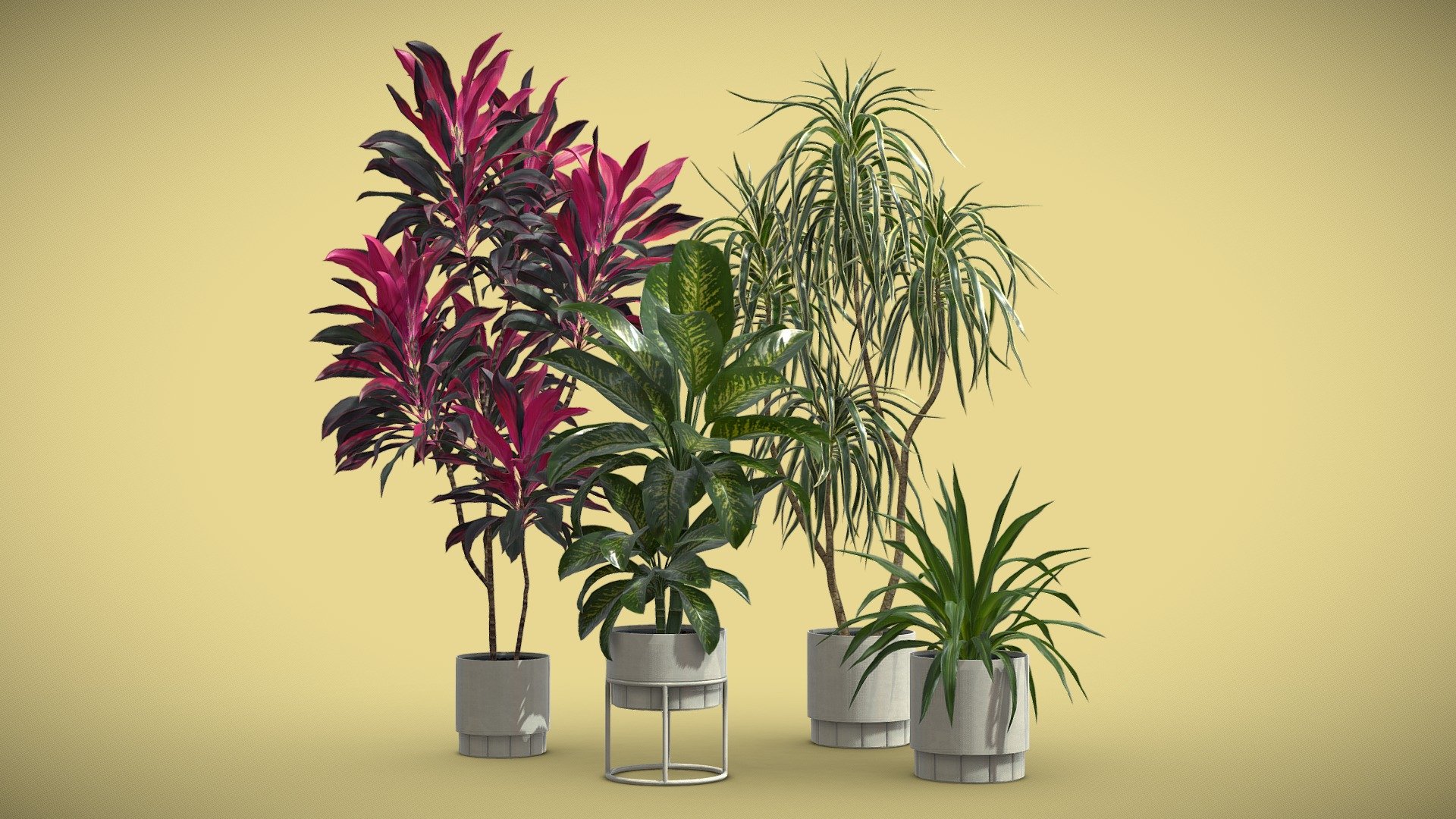 Indoor Plants Pack 62
This selection of indoor exotic plants will provide a level of detail that will take your visualizations to the next level.

Models can be subdivided for more definition.




Dracaena Marginata

Cordyline Fructicosa

Dieffenbachia

Rhodea Japonica

4k Textures




Vertices  98 481

Polygons  80 110

Triangles 159 327
 - Indoor Plants Pack 62 - Buy Royalty Free 3D model by AllQuad 3d model