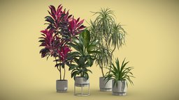 Indoor Plants Pack 62