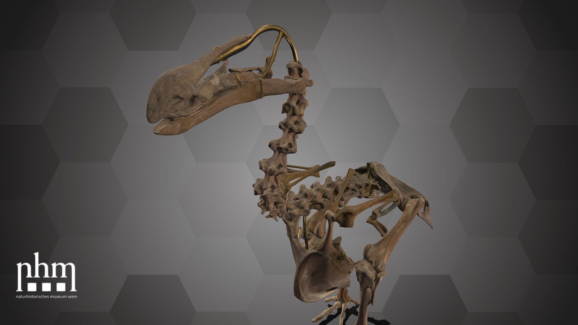 3D scan of a dodo skeleton. This specimen probably was put together from the remains of several birds. There is no complete dodo skeleton left, nevertheless the NHM Vienna owns one of the most complete skeletons. Dodos lived exclusively on the islands of Mauritius and Reunion. The last dodo probably went extinct about 1690.

The dodo is Number 80 of the NHM Top 100 and can be found in Hall 31 of the NHM Vienna.

Specimen: Raphus cucullatus (Linnaeus, 1758)

Inventory number: NHMW-Zoo-VS 1.471

Collection: Natural History Museum Vienna, 1st Zoological Dept., Bird Coll. (curator: Swen Renner)

Find out more about the NHMW here.

Scanned and edited by Emil Fitzenreiter &amp; Anna Haider (NHMW)

Scanner: Artec Leo. Infrastructure funded by the FFG 3d model
